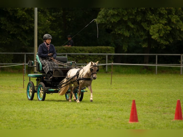 Ponis Shetland Semental Potro (04/2026) 100 cm Champán in Groß Molzahn