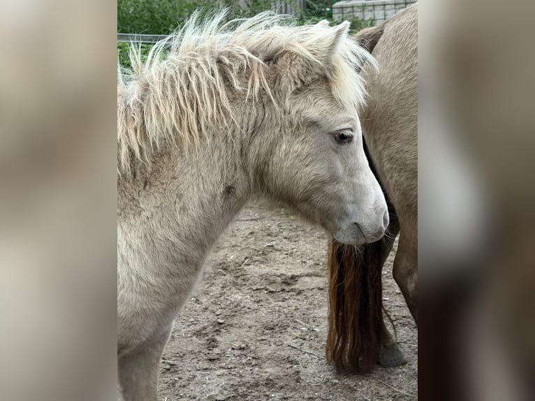 Ponis Shetland Semental Potro (04/2026) 100 cm Champán in Groß Molzahn