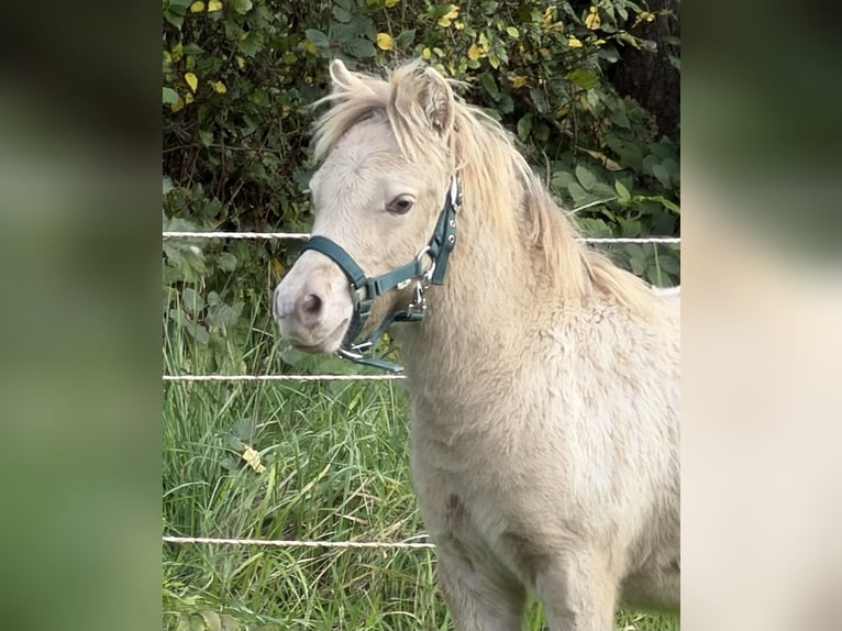 Ponis Shetland Semental Potro (04/2026) 100 cm Champán in Groß Molzahn