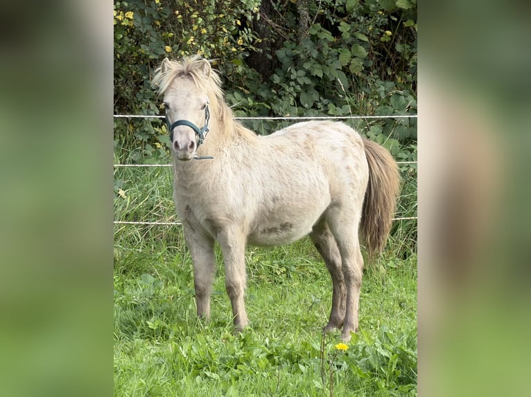 Ponis Shetland Semental Potro (04/2026) 100 cm Champán in Groß Molzahn