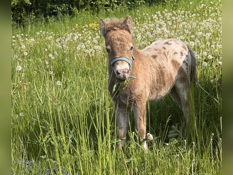 Ponis Shetland Semental Potro (04/2026) 100 cm Champán in Groß Molzahn