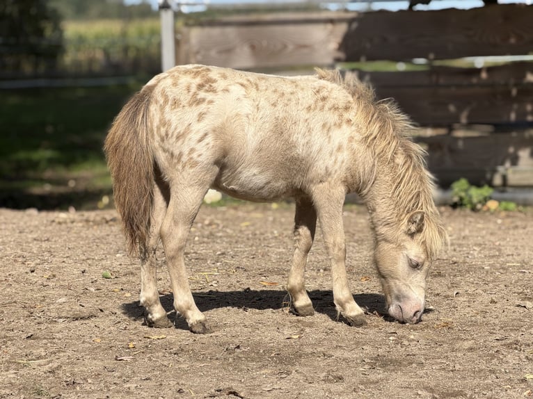 Ponis Shetland Semental Potro (04/2026) 100 cm Champán in Groß Molzahn
