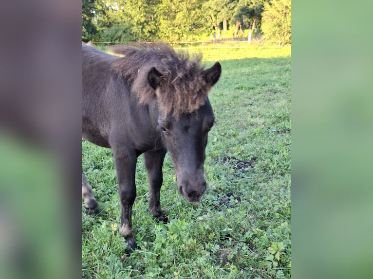 Ponis Shetland Semental Potro (04/2026) 100 cm Morcillo in Zemitz