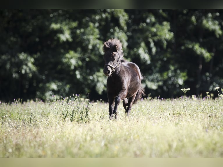 Ponis Shetland Semental Potro (02/2026) 100 cm Negro in Braunfels Bonbaden