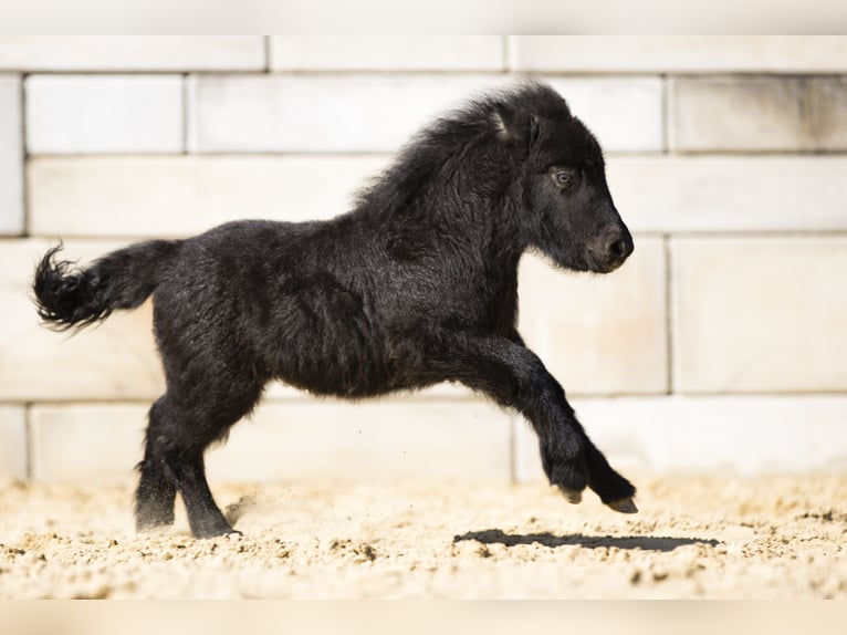 Ponis Shetland Semental Potro (02/2026) 100 cm Negro in Braunfels Bonbaden