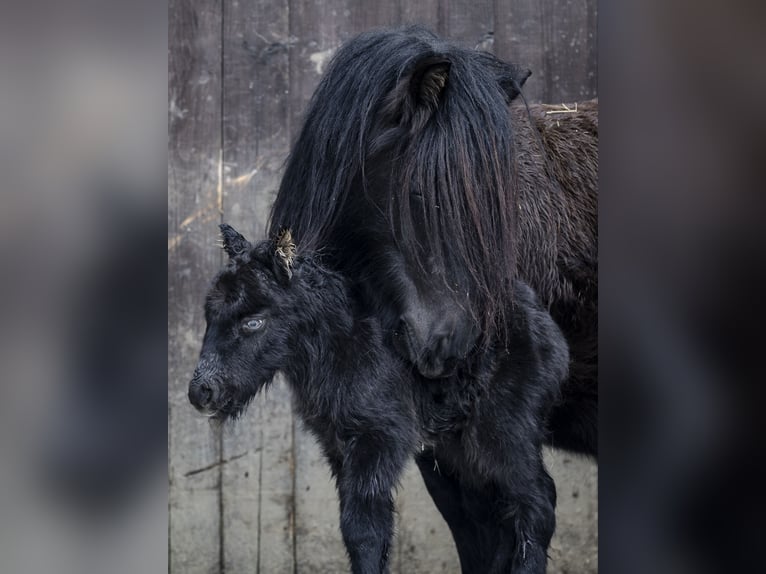 Ponis Shetland Semental Potro (02/2026) 100 cm Negro in Braunfels Bonbaden