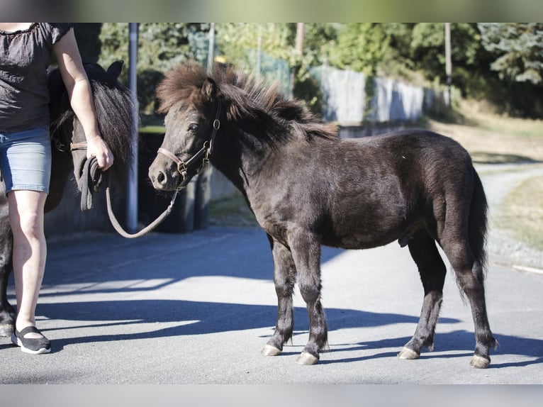 Ponis Shetland Semental Potro (02/2026) 100 cm Negro in Braunfels Bonbaden