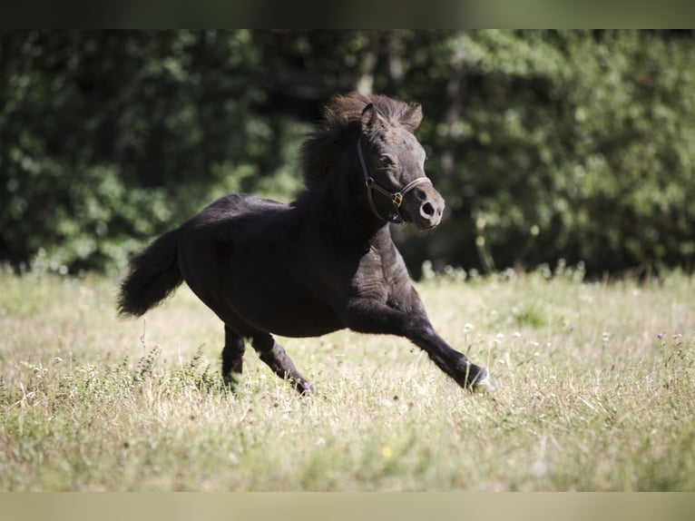 Ponis Shetland Semental Potro (02/2026) 100 cm Negro in Braunfels Bonbaden