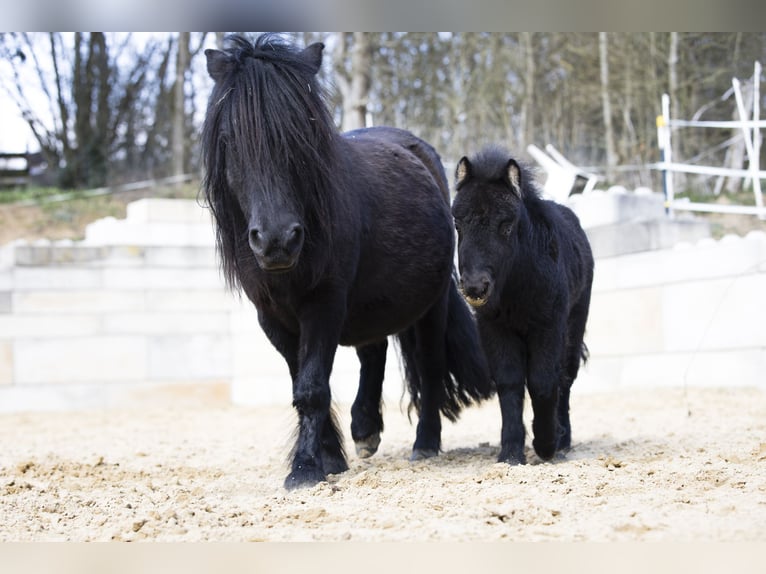 Ponis Shetland Semental Potro (02/2026) 100 cm Negro in Braunfels Bonbaden