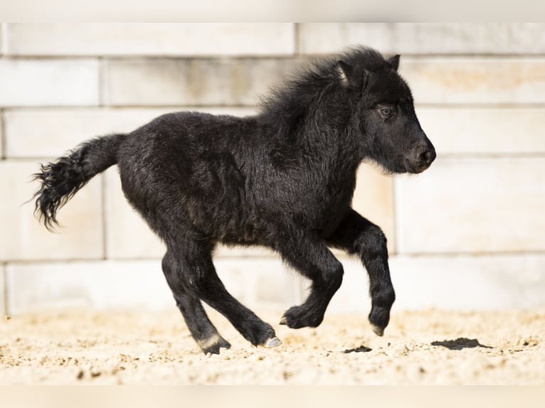 Ponis Shetland Semental Potro (02/2026) 100 cm Negro in Braunfels Bonbaden