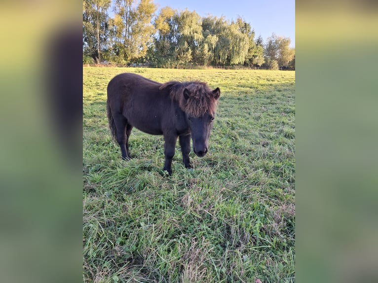 Ponis Shetland Semental Potro (05/2026) 100 cm Negro in Zemitz
