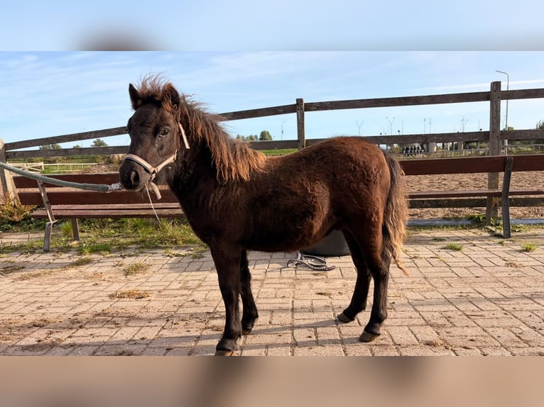 Ponis Shetland Semental Potro (05/2026) 100 cm Negro in Assendelft