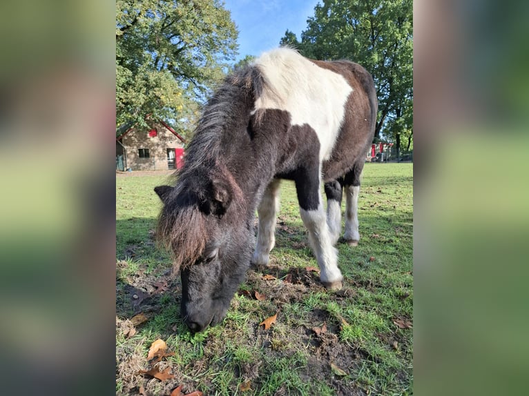 Ponis Shetland Semental Potro (05/2026) 100 cm Pío in Apeldoorn