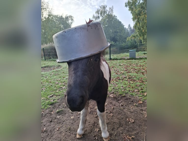 Ponis Shetland Semental Potro (05/2026) 100 cm Pío in Apeldoorn