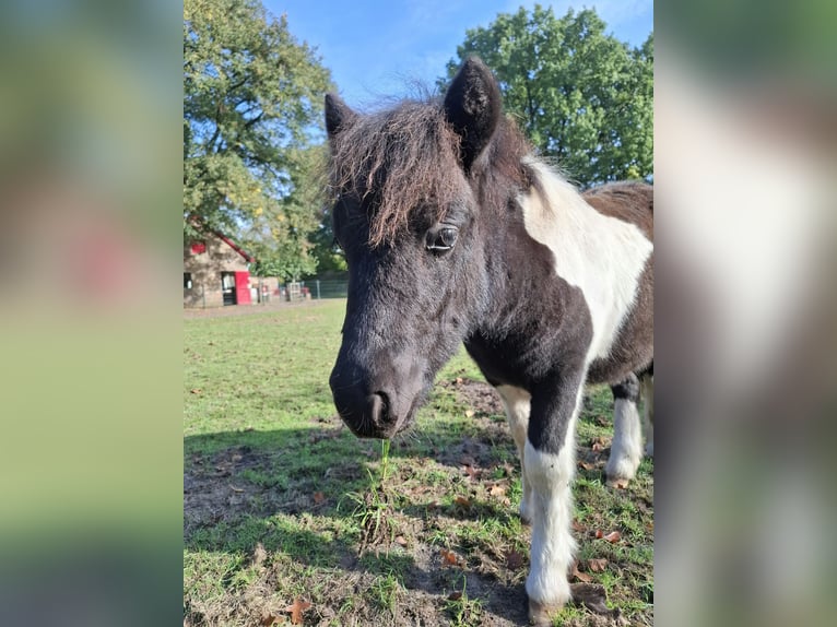 Ponis Shetland Semental Potro (05/2026) 100 cm Pío in Apeldoorn
