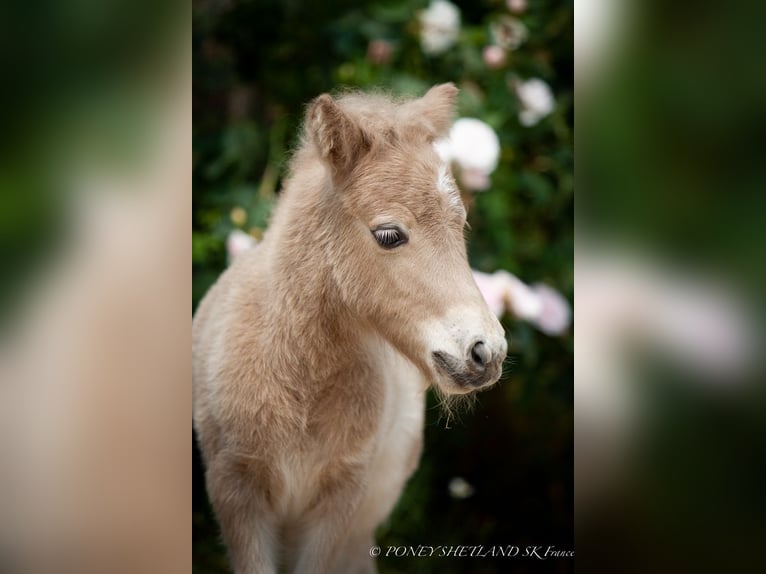Ponis Shetland Semental  102 cm Alazán in La Vespi&#xE8;re-Friardel