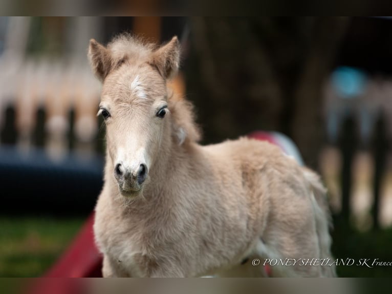 Ponis Shetland Semental Potro (05/2025) 102 cm Alazán in La Vespi&#xE8;re-Friardel