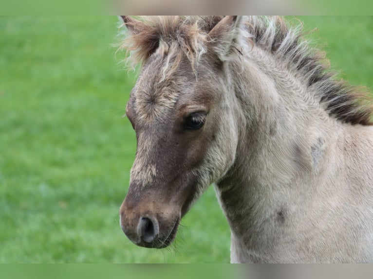 Ponis Shetland Semental Potro (04/2026) 103 cm Bayo in Lenzerwische
