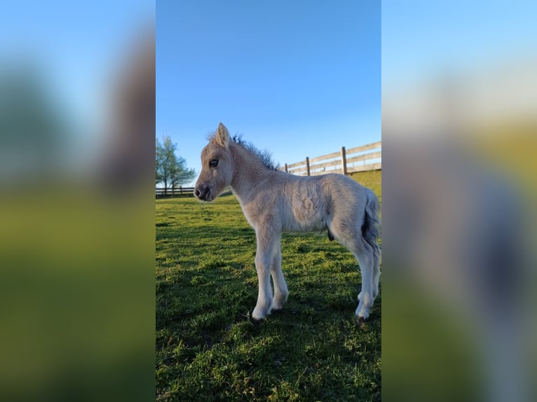 Ponis Shetland Semental Potro (04/2026) 103 cm Bayo in Lenzerwische