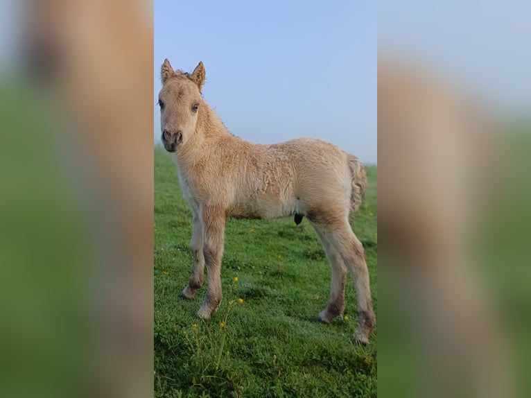 Ponis Shetland Semental Potro (04/2026) 103 cm Bayo in Lenzerwische