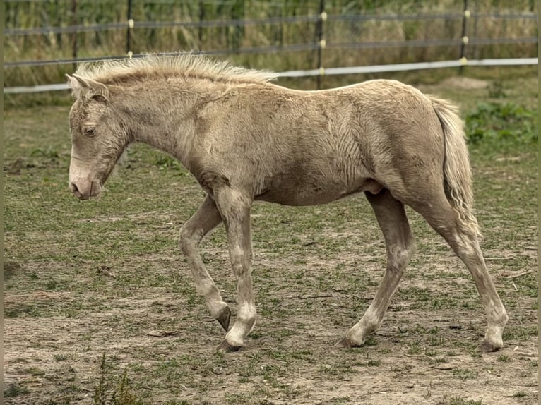 Ponis Shetland Semental Potro (05/2026) 103 cm Champán in Groß Molzahn