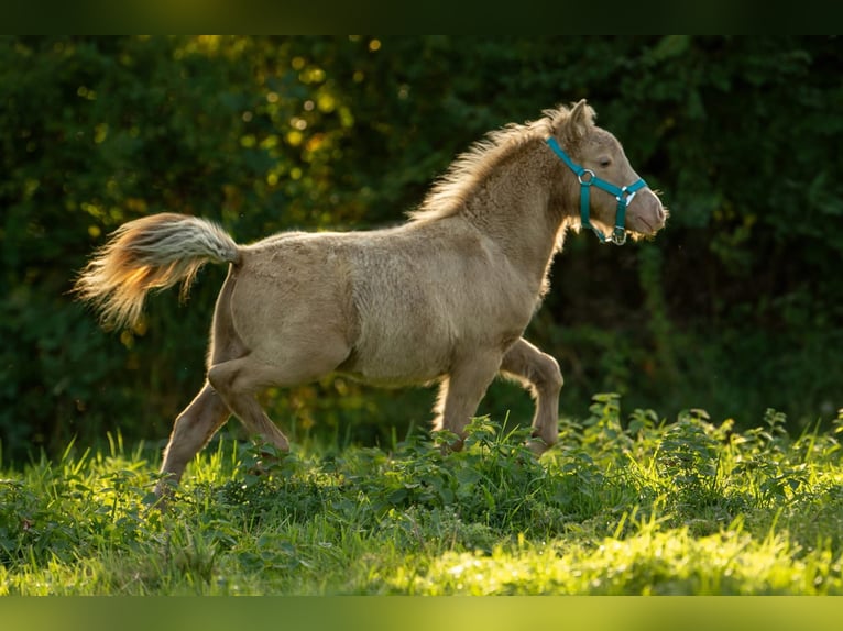 Ponis Shetland Semental Potro (05/2026) 103 cm Champán in Groß Molzahn