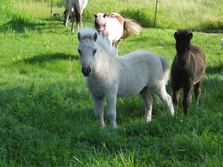 Ponis Shetland Semental Potro (04/2026) 103 cm Dunalino (Cervuno x Palomino) in Grimmen