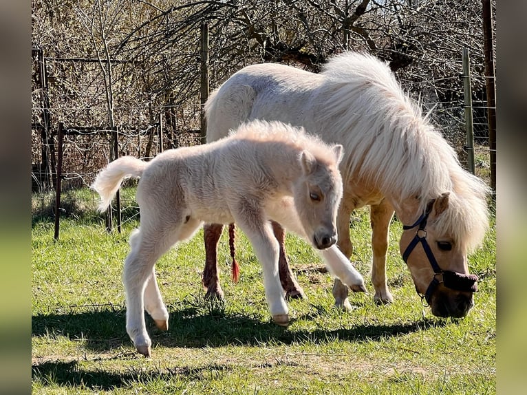 Ponis Shetland Semental Potro (04/2026) 103 cm Palomino in Grimmen