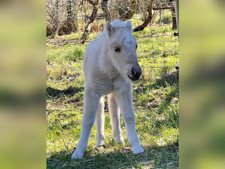 Ponis Shetland Semental Potro (04/2026) 103 cm Palomino in Grimmen