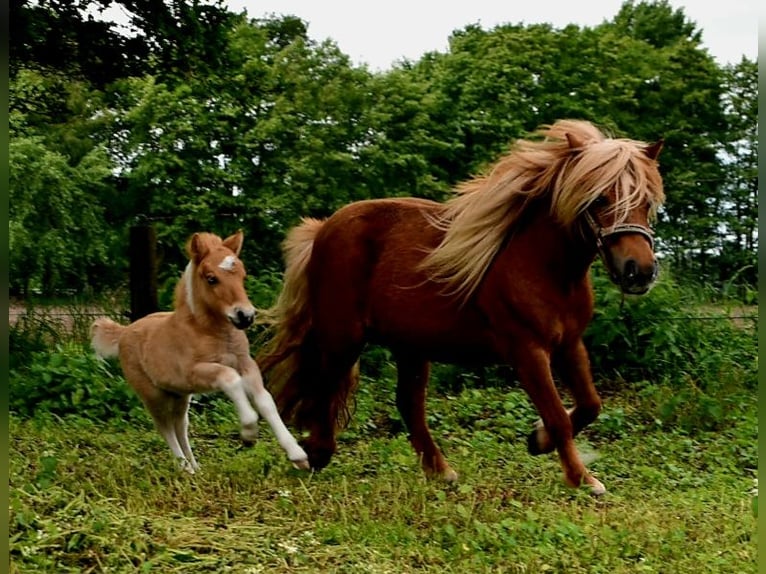 Ponis Shetland Semental Potro (05/2024) 104 cm Bayo in Delbrück