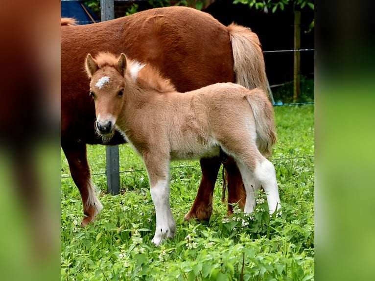 Ponis Shetland Semental Potro (05/2024) 104 cm Bayo in Delbrück