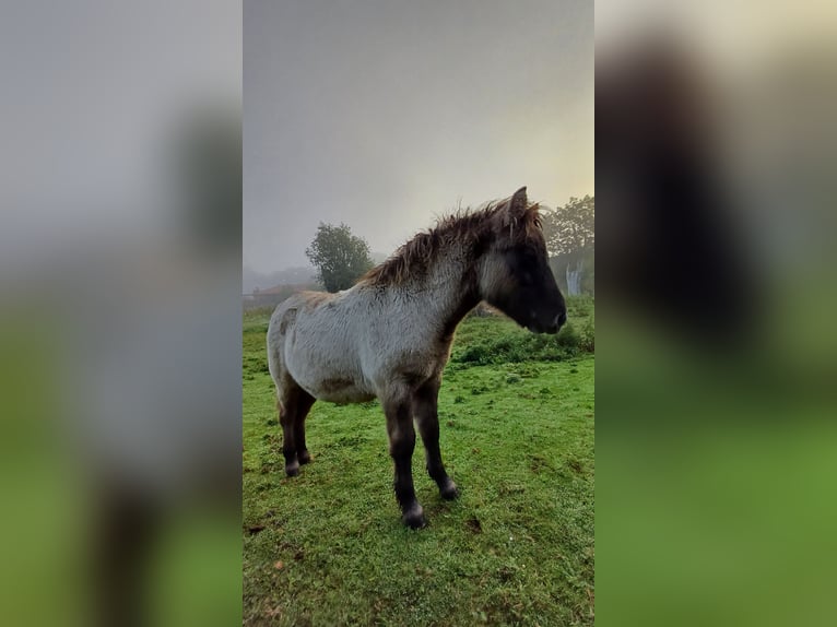 Ponis Shetland Semental Potro (04/2026) 104 cm Bayo in Lenzerwische