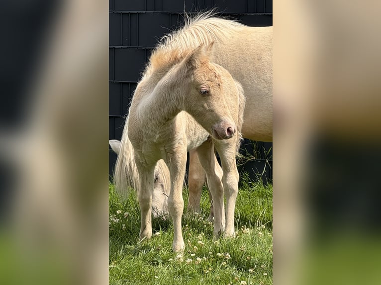 Ponis Shetland Semental Potro (05/2026) 104 cm Champán in Groß Molzahn