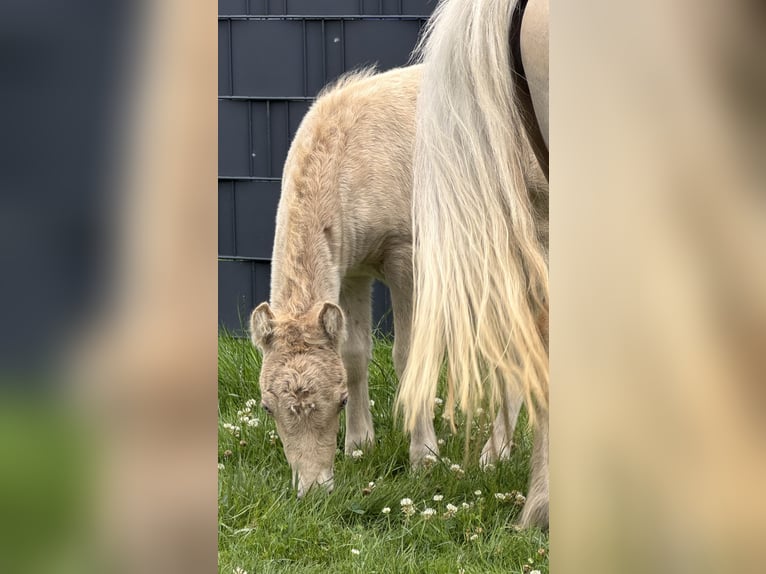 Ponis Shetland Semental Potro (05/2026) 104 cm Champán in Groß Molzahn
