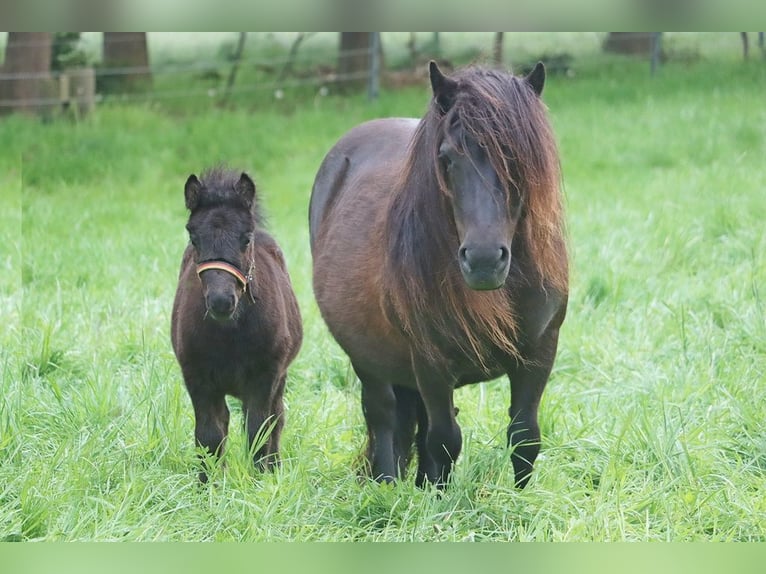Ponis Shetland Semental Potro (03/2026) 104 cm Negro in Hille