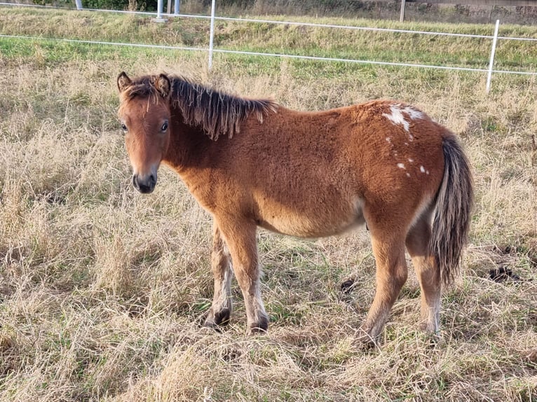 Ponis Shetland Semental Potro (04/2024) 105 cm Atigrado/Moteado in Behringen