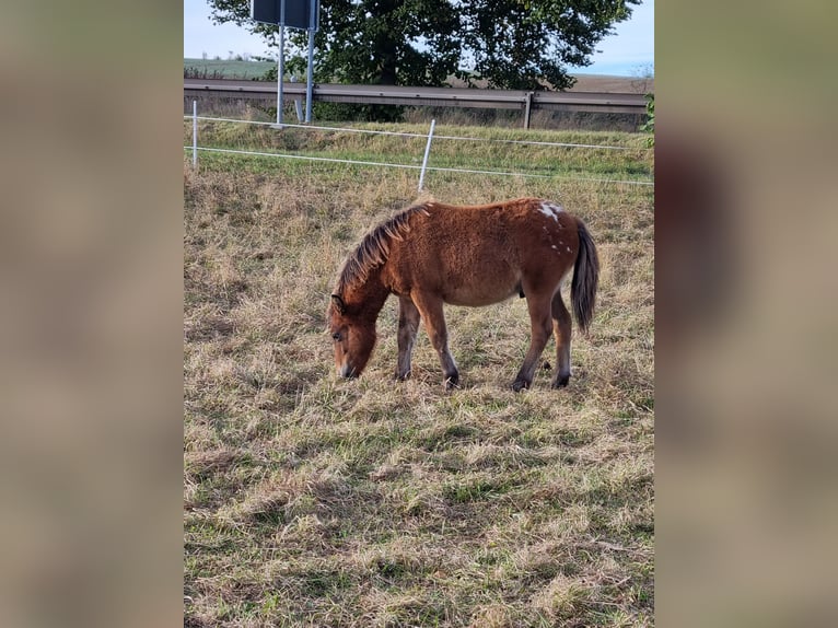 Ponis Shetland Semental Potro (04/2024) 105 cm Atigrado/Moteado in Behringen