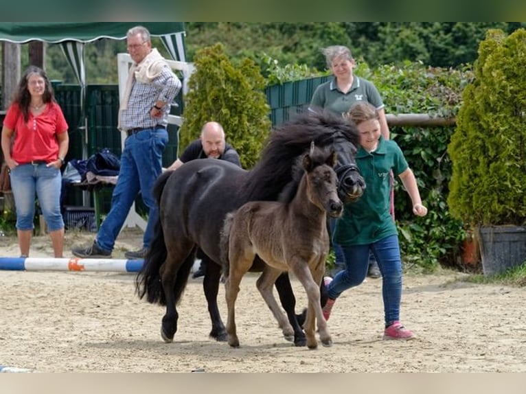 Ponis Shetland Semental Potro (06/2024) 105 cm Negro in Reichshof