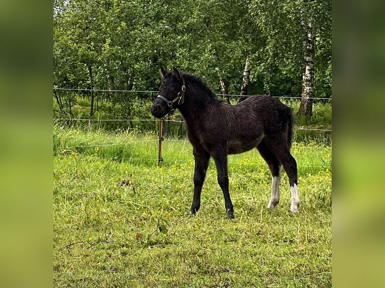 Ponis Shetland Semental Potro (05/2026) 105 cm Tobiano-todas las-capas in Grimmen