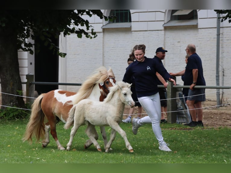 Ponis Shetland Semental Potro (04/2026) 105 cm Tobiano-todas las-capas in Grimmen