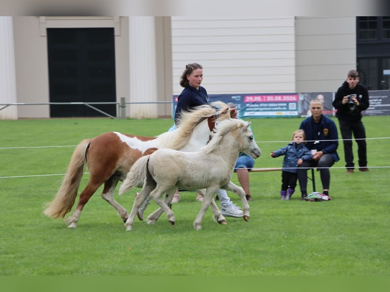 Ponis Shetland Semental Potro (04/2026) 105 cm Tobiano-todas las-capas in Grimmen