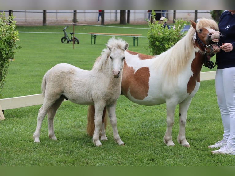 Ponis Shetland Semental Potro (04/2026) 105 cm Tobiano-todas las-capas in Grimmen