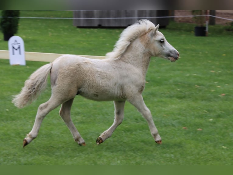 Ponis Shetland Semental Potro (04/2026) 105 cm Tobiano-todas las-capas in Grimmen
