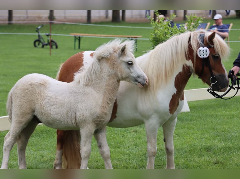Ponis Shetland Semental Potro (04/2026) 105 cm Tobiano-todas las-capas in Grimmen