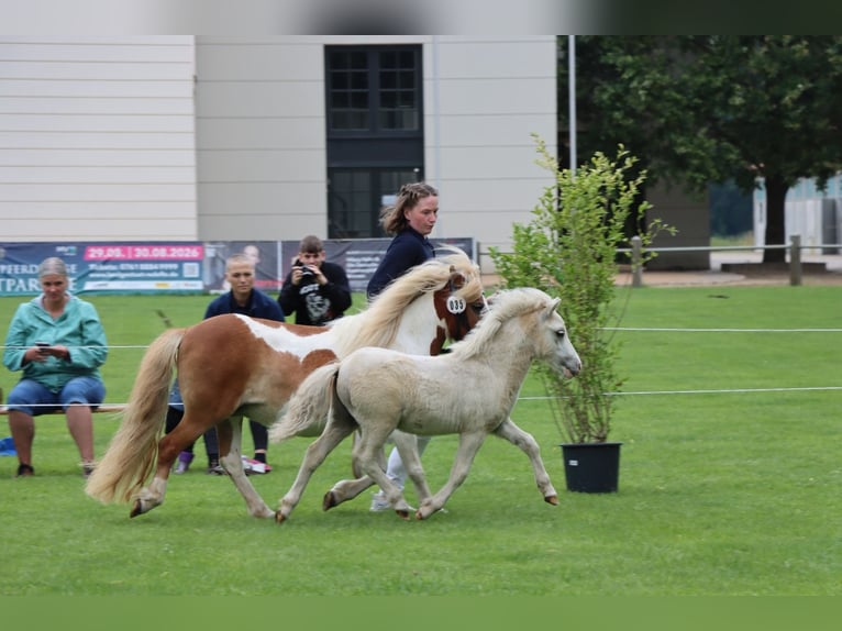 Ponis Shetland Semental Potro (04/2026) 105 cm Tobiano-todas las-capas in Grimmen