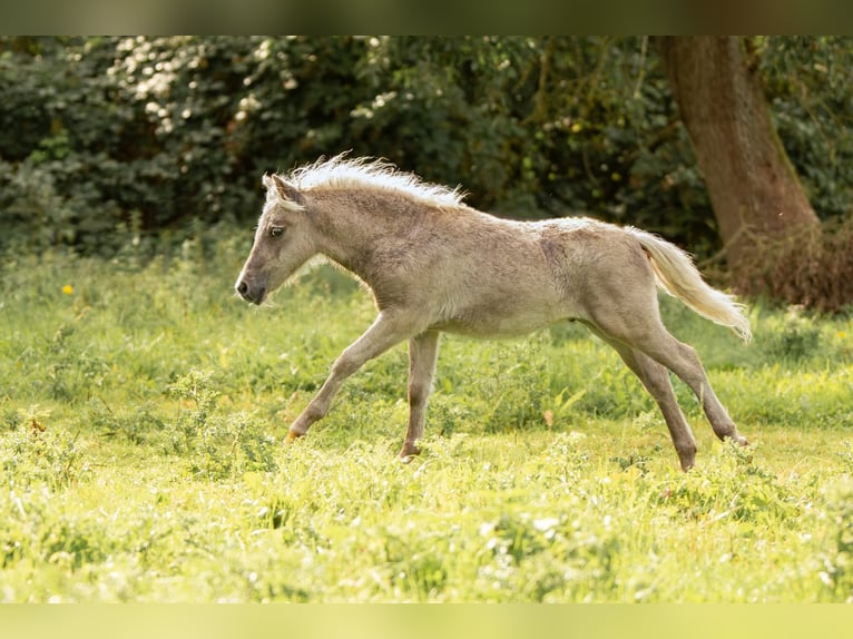 Ponis Shetland Semental Potro (05/2025) 107 cm Atigrado/Moteado in Gro&#xDF; Molzahn