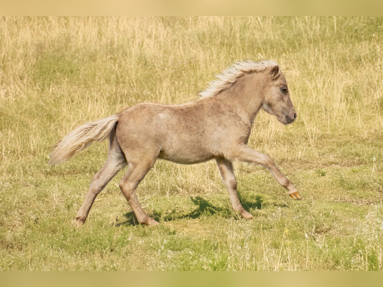 Ponis Shetland Semental Potro (05/2025) 107 cm Atigrado/Moteado in Gro&#xDF; Molzahn