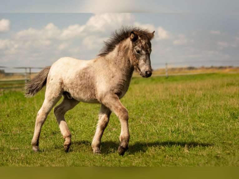 Ponis Shetland Semental Potro (04/2024) 108 cm Atigrado/Moteado in Groß Molzahn