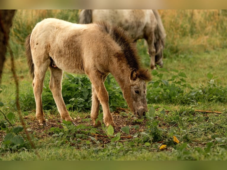 Ponis Shetland Semental Potro (04/2024) 108 cm Atigrado/Moteado in Groß Molzahn