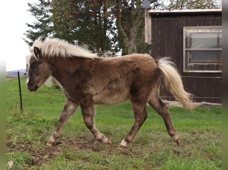 Ponis Shetland Mestizo Semental Potro (05/2025) 110 cm in Bad Schandau Ponis Shetland Mestizo Semental Potro (05/2025) 110 cm in Bad Schandau